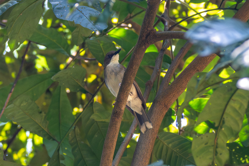 iNaturalist image