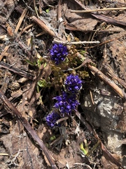 Veroniceae