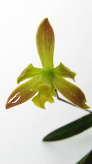 Encyclia