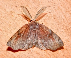 Achrosis