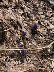 Veroniceae
