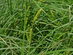 Carex vesicaria