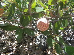 Andricus vacciniifoliae