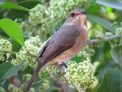 Muscicapa adusta