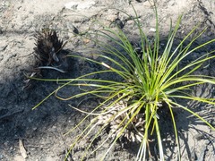 Xerophyllum tenax
