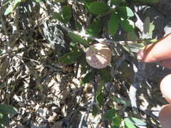 Andricus vacciniifoliae