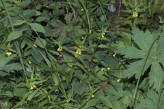 Melampyrum sylvaticum