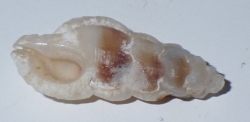Aspella observed 2024-10-19
