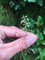 Heuchera micrantha diversifolia