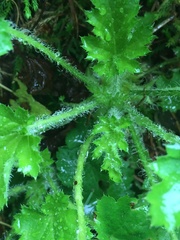 Heuchera micrantha diversifolia