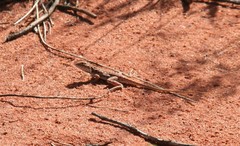 Ctenophorus isolepis