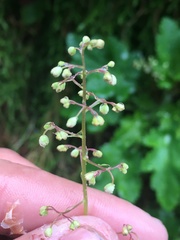 Heuchera micrantha diversifolia
