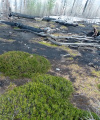 Phyllodoce empetriformis