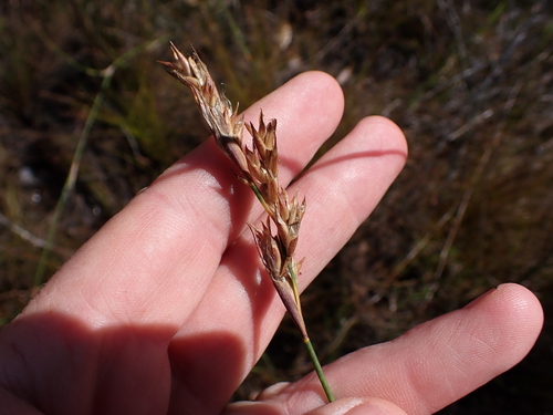 Image of Restio dodii by (c) Eugene Hahndiek, some rights reserved (CC BY-SA)