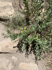 Heterotheca excelsior