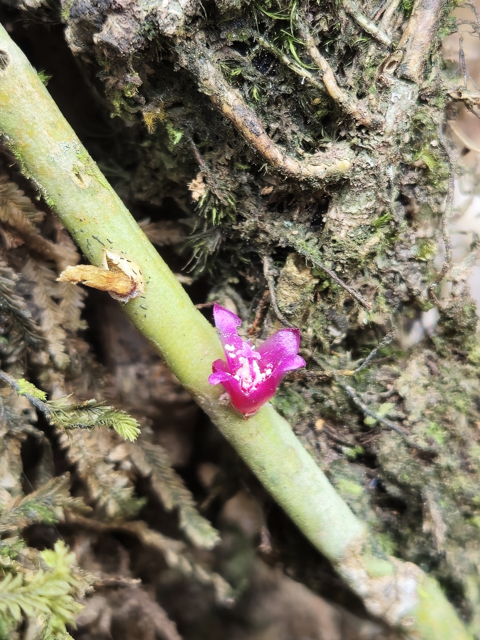 Rhipsalis hoelleri