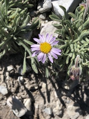 Erigeron clokeyi