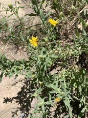 Heterotheca excelsior