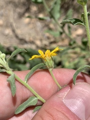 Heterotheca excelsior