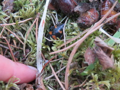 Nicrophorus sayi