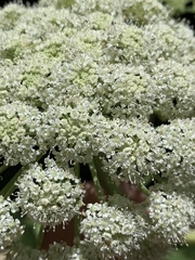 Angelica scabrida