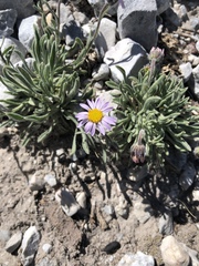 Erigeron clokeyi