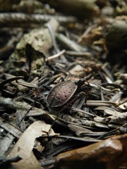 Carabus linnaei