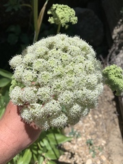 Angelica scabrida