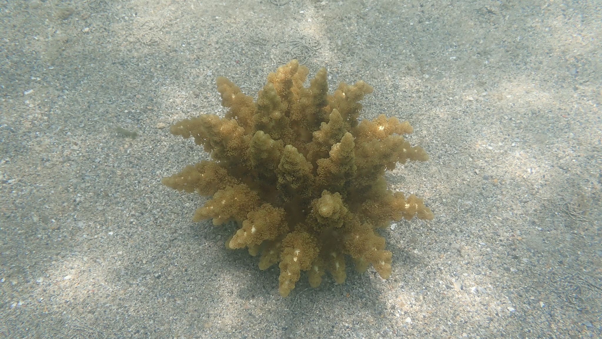 Actinodendron arboreum (Quoy & Gaimard, 1833)