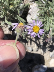 Erigeron clokeyi