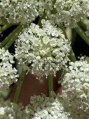 Angelica scabrida