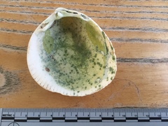 Laevicardium crassum