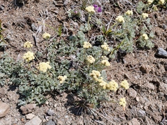 Artemisia glomerata