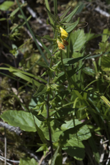 Melampyrum sylvaticum
