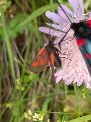 Zygaena viciae charon