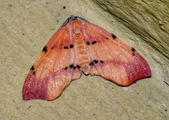 Achrosis