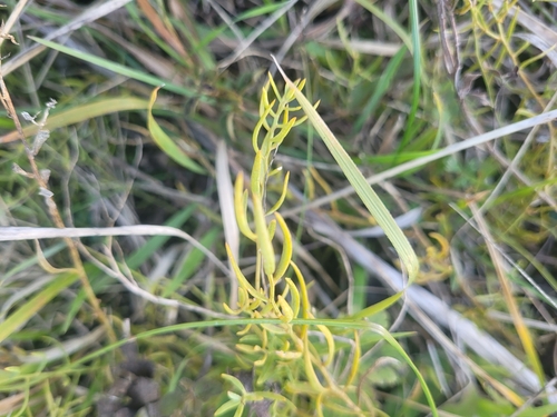 Image of Thesium linophyllon by (c) Bobo-X, some rights reserved (CC BY)