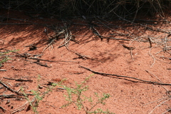 Ctenophorus isolepis