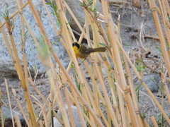 Geothlypis beldingi beldingi
