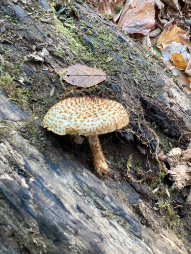 Leucopholiota