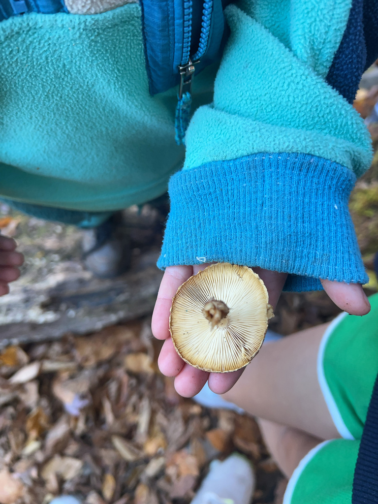 Leucopholiota