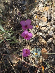 Clarkia gracilis