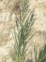Diplachne fusca