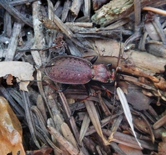 Carabus linnaei
