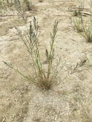 Diplachne fusca
