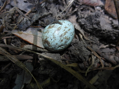 Toxostoma redivivum