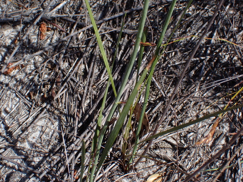 Image of Tritoniopsis parviflora by (c) Eugene Hahndiek, some rights reserved (CC BY-SA)