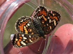 Phyciodes orseis