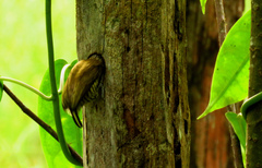 Picumnus lafresnayi