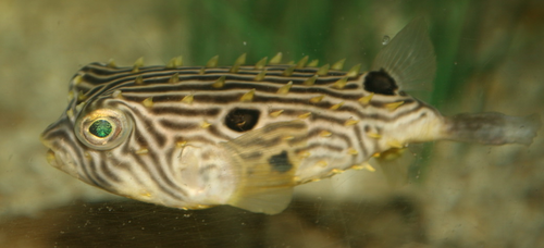 Striped Burrfish